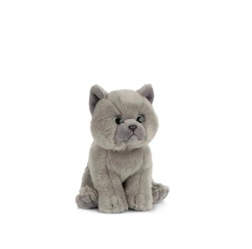 British Grey Shorthair Kitten - Plushie