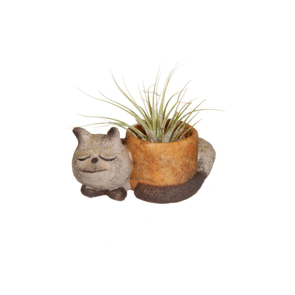 Baby Sleepy - Mini Cat Planter